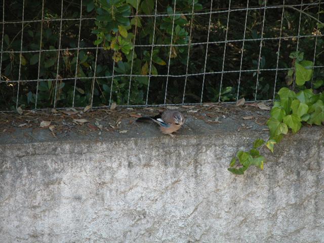 DSCN0032